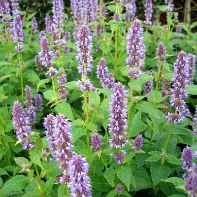 Ogorod Насіння лофанта анісової Золотий ювілей (Agastache foeniculum) 300 насіння Ogorod Насіння лофанта анісової Золотий ювілей (Agastache foeniculum) 300 насіння