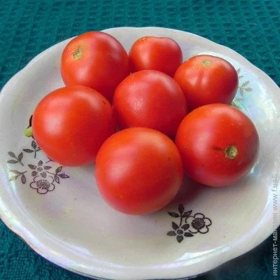 Ogorod   Arctic Cherry ( ) 10 