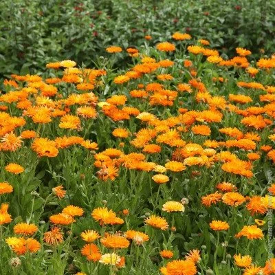 Ogorod    (Calendula officinalis) 1  1 