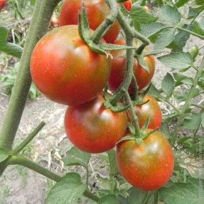 Ogorod   Eggplant () 10 