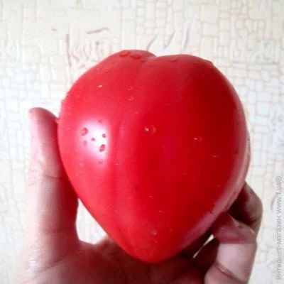 Ogorod   Kelli "s Heart ( ) 10 