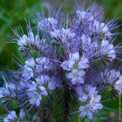 Ogorod Насіння фацелії (Phacelia tanacetifolia) 25 грам 25 г Ogorod Насіння фацелії (Phacelia tanacetifolia) 25 грам 25 г
