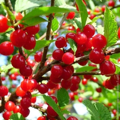 Ogorod    (Prunus tomentosa) 5 