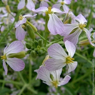 Ogorod    (Raphanus sativus var. oleifera) 25  25 