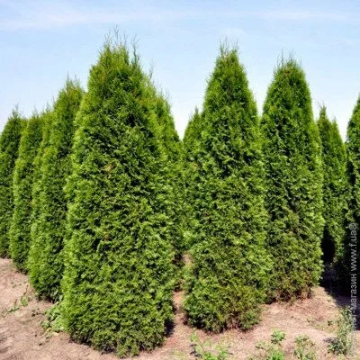 Ogorod     (Thuja occidentalis columna) 100 