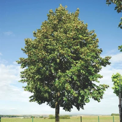 Ogorod Семена липы американской (Tilia americana) 7 семян Ogorod Семена липы американской (Tilia americana) 7 семян