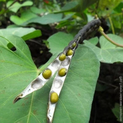 Ogorod   ,  (Vigna radiata) 10 