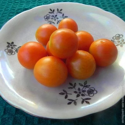 Ogorod    Winter cherry ( ) 10 