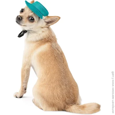 Pet Fashion  Rob      L (4823082441464)