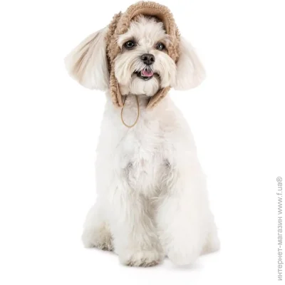 Pet Fashion  Valley  ,  L  (4823082442522)