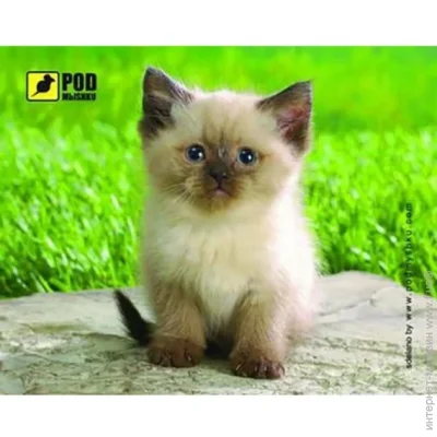    Podmshku Pod Mishkou ѳ 