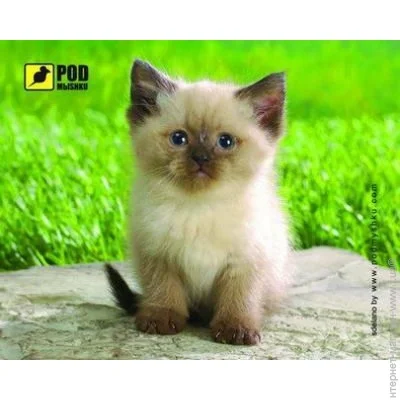    Podmshku  
