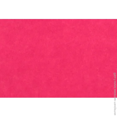 Rosa Talent   - 165FW-H003 1-1,4 , 21,528 