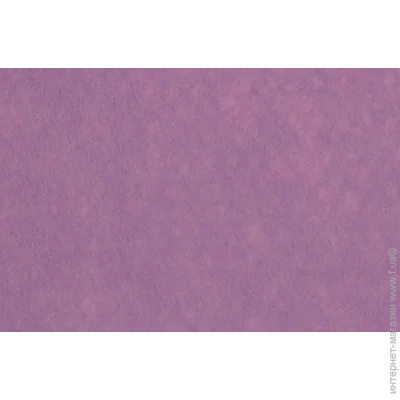 Rosa Talent   - 165FW-H025 1-1,4 , 21,528 