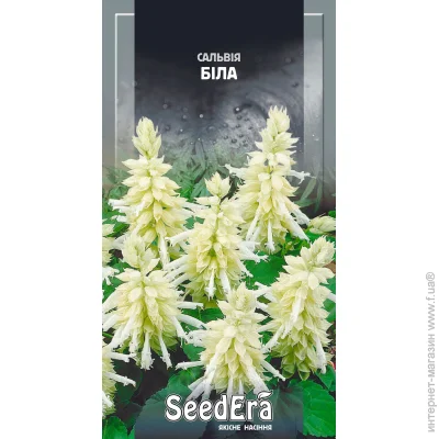 Seedera    0,1  0.1 