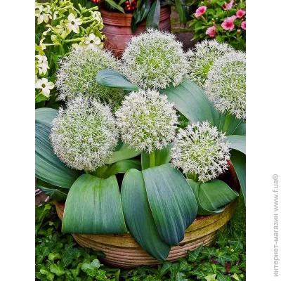 Tuberbulb Export B.V.      1 .