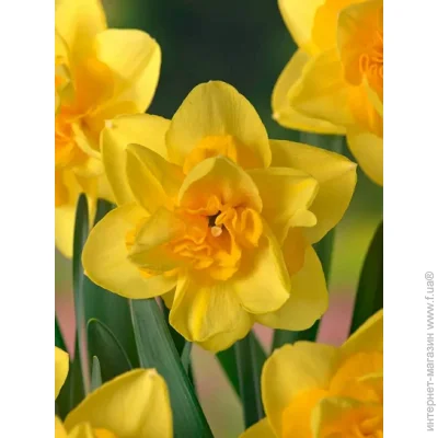 Tuberbulb Export B.V.     2 .