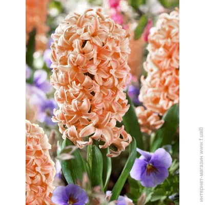 Tuberbulb Export B.V.     2 .