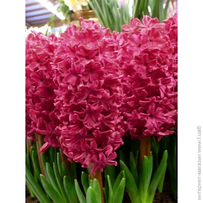 Tuberbulb Export B.V.     2 .