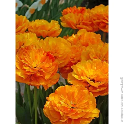 Tuberbulb Export B.V.       3 .