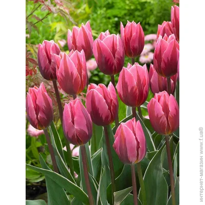 Tuberbulb Export B.V.      3 .
