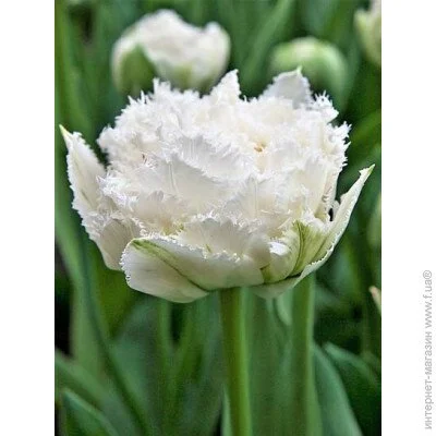 Tuberbulb Export B.V.       3 .