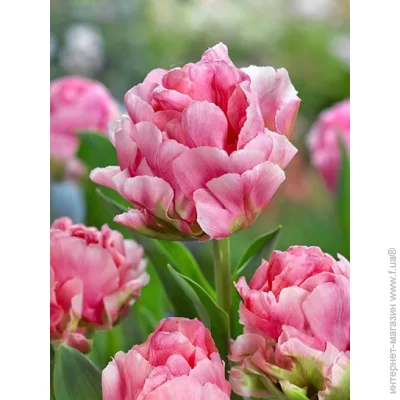 Tuberbulb Export B.V.       3 .