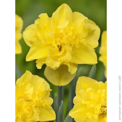 Tuberbulb Export B.V.    3 .