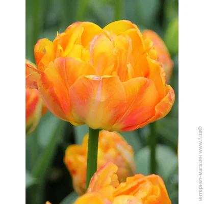 Tuberbulb Export B.V.       3 .