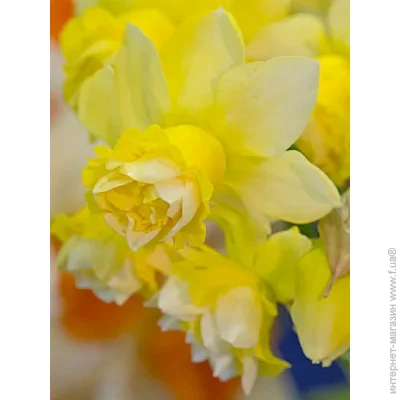 Tuberbulb Export B.V.    3 .