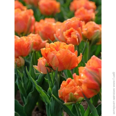Tuberbulb Export B.V.      3 .