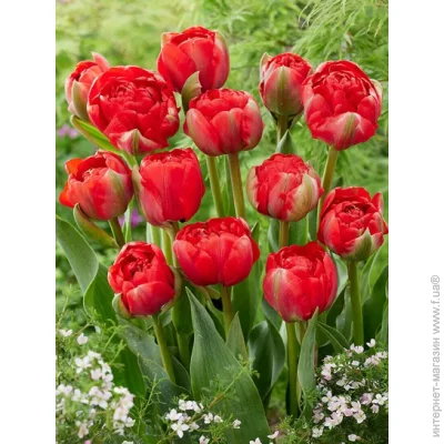 Tuberbulb Export B.V.       3 .