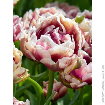 Tuberbulb Export B.V.      3 .