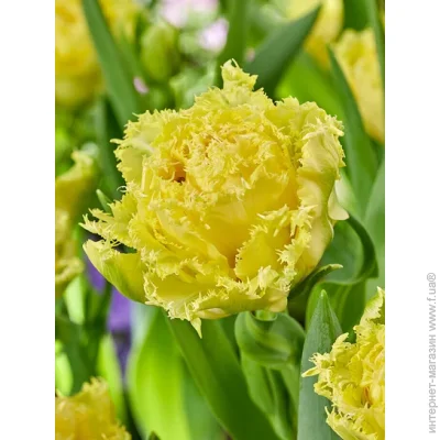 Tuberbulb Export B.V.      3 .