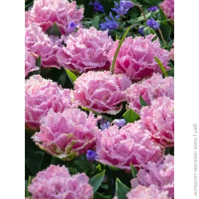 Tuberbulb Export B.V.     3 .