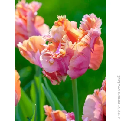 Tuberbulb Export B.V.      3 .