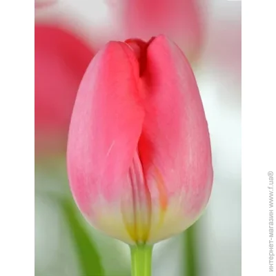 Tuberbulb Export B.V.      3 .