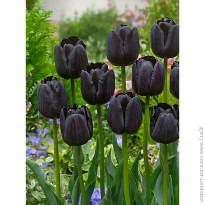 Tuberbulb Export B.V.      3 .