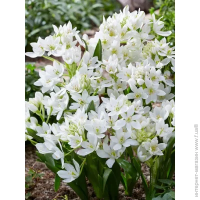Tuberbulb Export B.V.     3 .