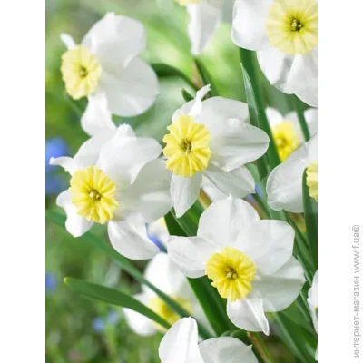 Tuberbulb Export B.V.    3 .