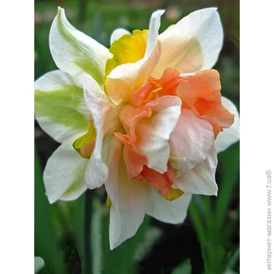 Tuberbulb Export B.V.    3 .