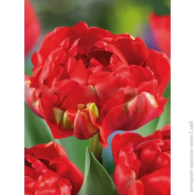 Tuberbulb Export B.V.      3 .