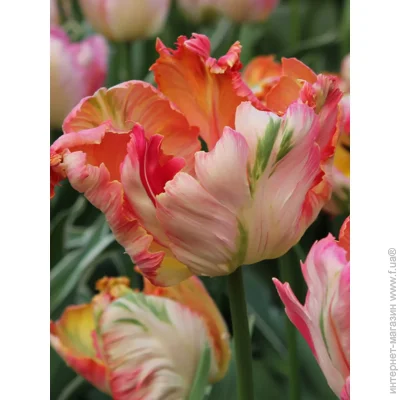 Tuberbulb Export B.V.      3 .