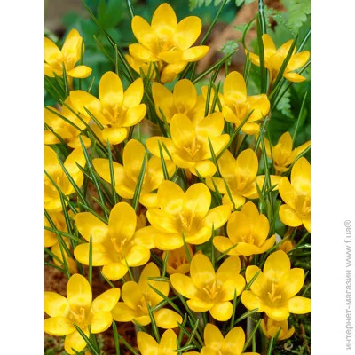 Tuberbulb Export B.V.     5 .