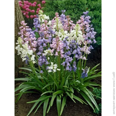 Tuberbulb Export B.V.     5 .