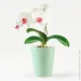    1,6   (DH-FLOWERS-29 GREEN)