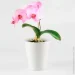   1,6   (DH-FLOWERS-29 WHITE)