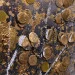    70x140  F644A