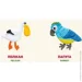    . Birds 978-617-679-312-0