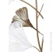    Clover 58,4x104,8  -